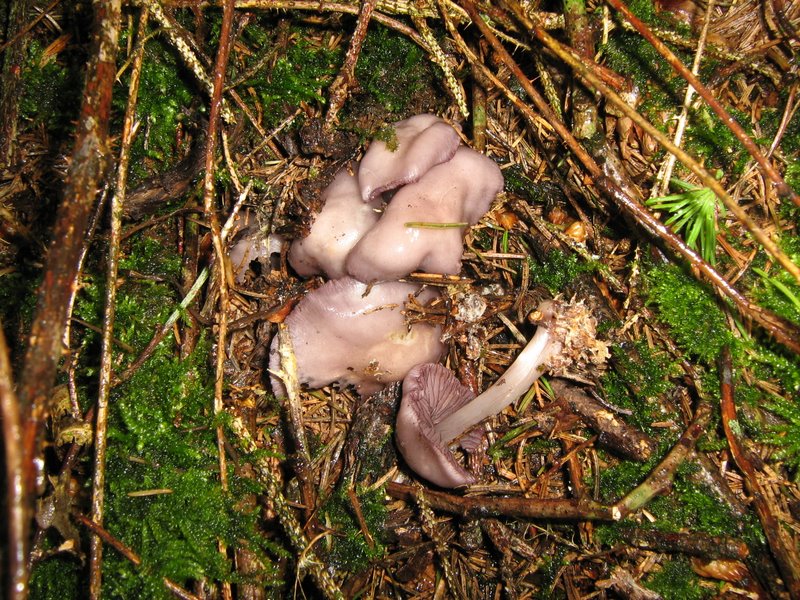 Funghi da Le Piastre